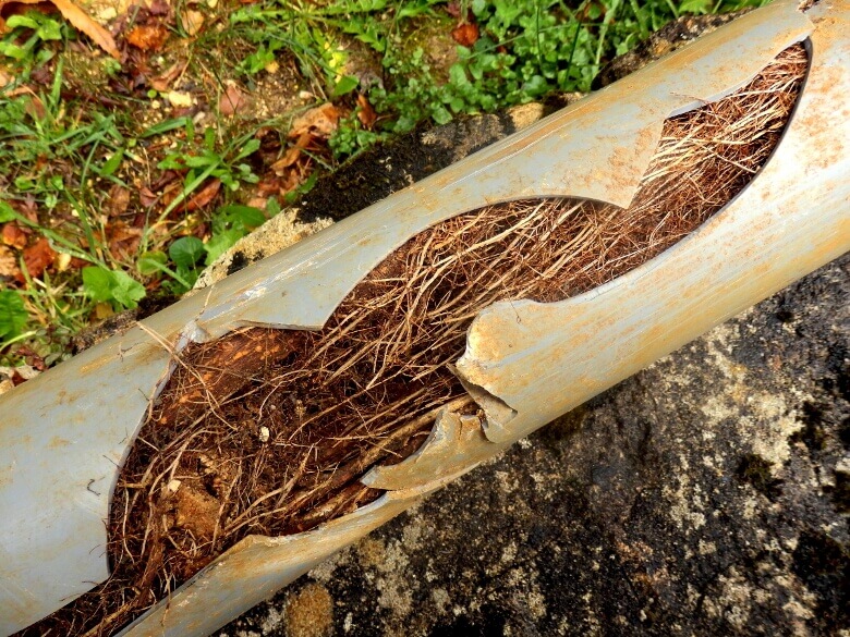 Sewer Line Root Blockage-A Sterling Plumbing Columbus OH 43207